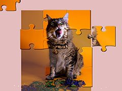 1001 Jigsaw Cute Cats 2 thumb 3